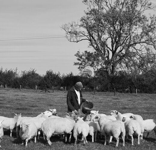 Hogget: The Sustainable Choice