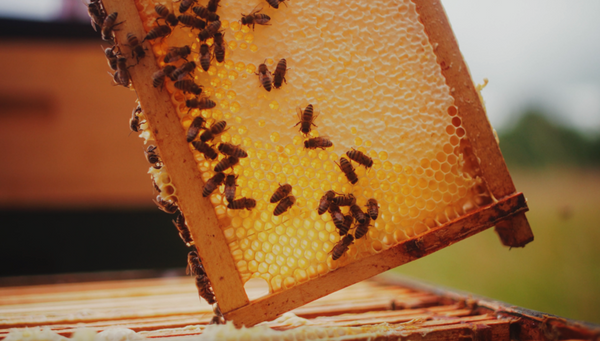 One ingredient, Three ways: Honey